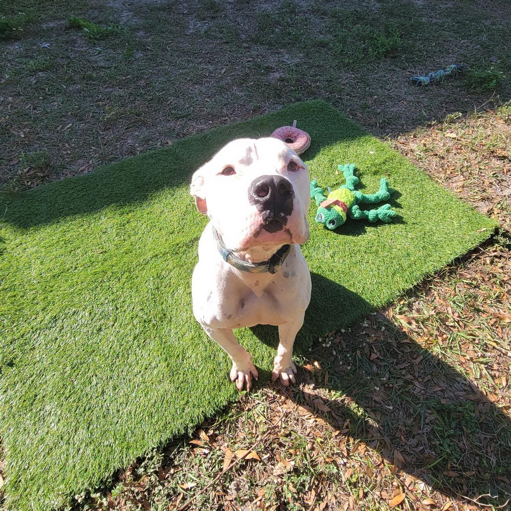 Enlarge Blitz, a Adoptable mixed breed in Lake Panasoffkee, FL image 3/5