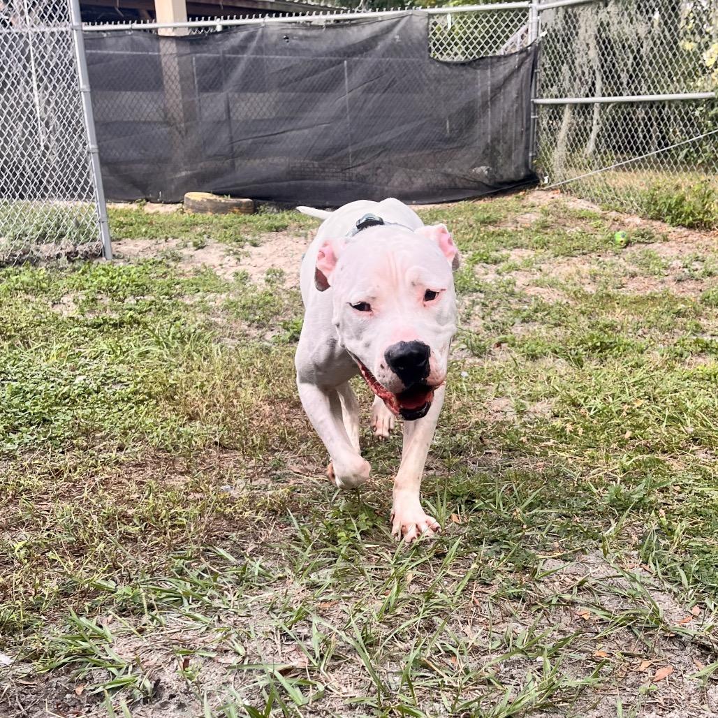 Enlarge Blitz, a Adoptable mixed breed in Lake Panasoffkee, FL image 5/5