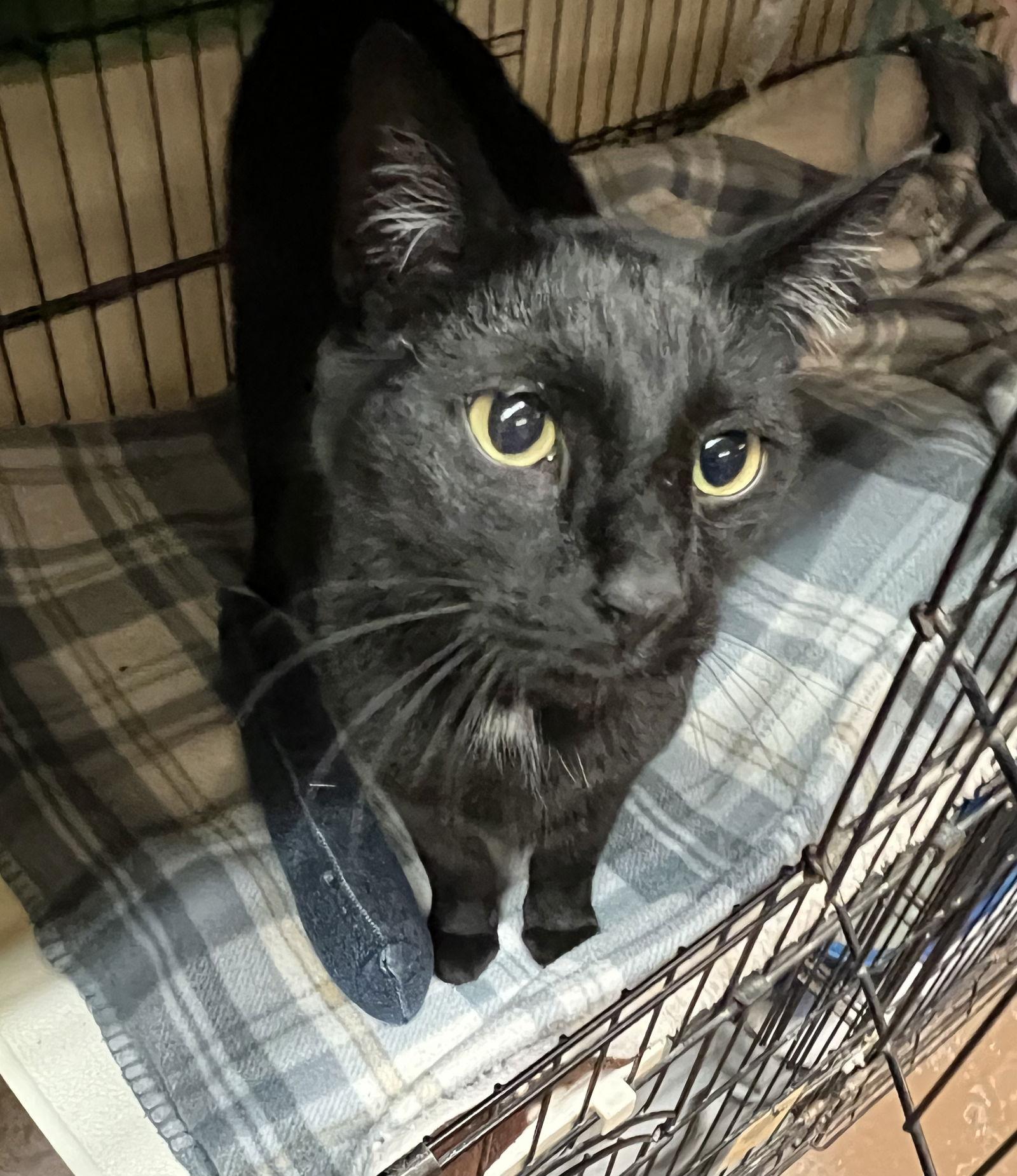 Bogart, Adoptable, Young Female Domestic Short Hair.