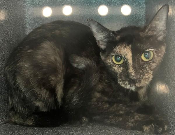 Salem, Adoptable, Adult Female Domestic Short Hair.