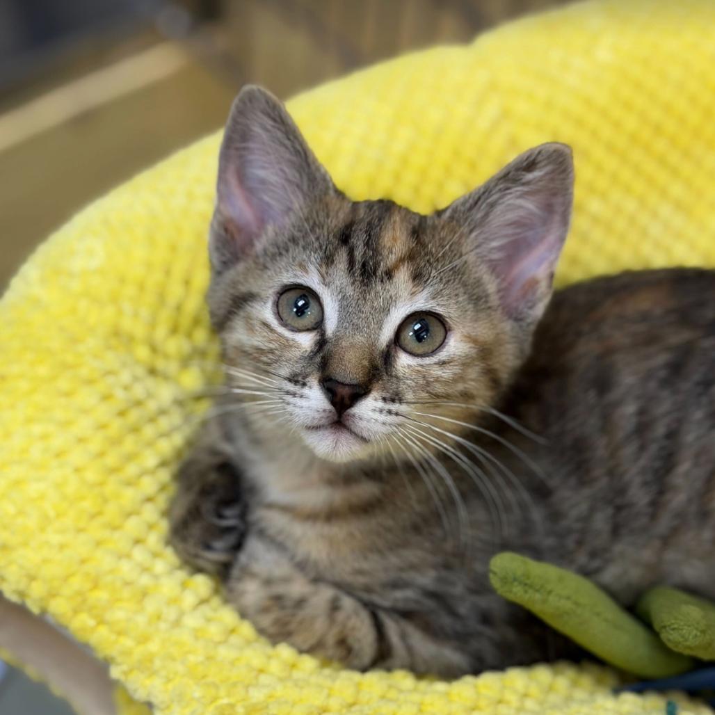 Nyx, Adoptable, Kitten Female Domestic Short Hair.