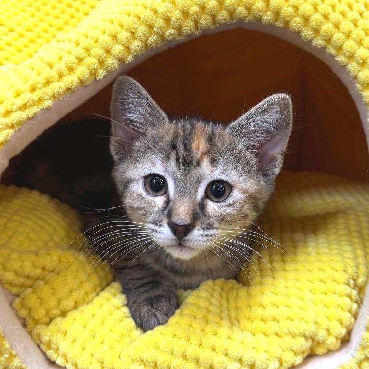 Enlarge Nyx, a Adoptable Domestic Short Hair in Long Beach, CA image 2/4