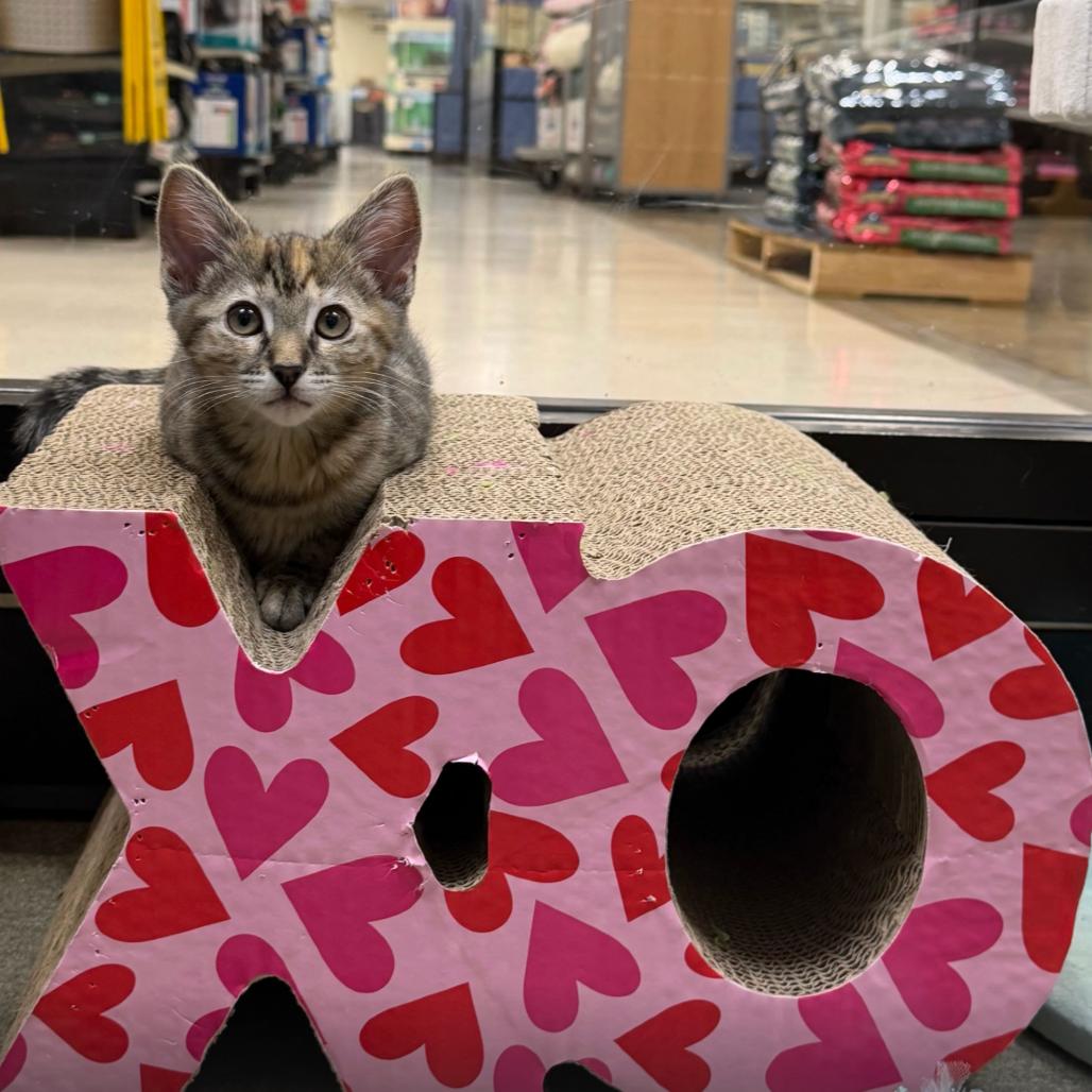 Enlarge Nyx, a Adoptable Domestic Short Hair in Long Beach, CA image 3/4