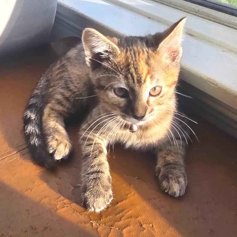 Enlarge Nyx, a Adoptable Domestic Short Hair in Long Beach, CA image 4/4