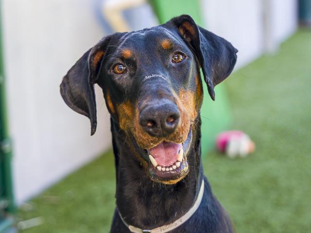 DARLA, Adoptable, Young Female Doberman Pinscher.