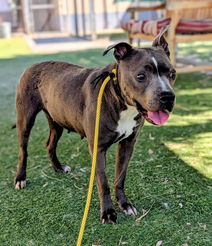 KC26-43, ADOPTABLE, Senior Female Pit Bull Terrier.