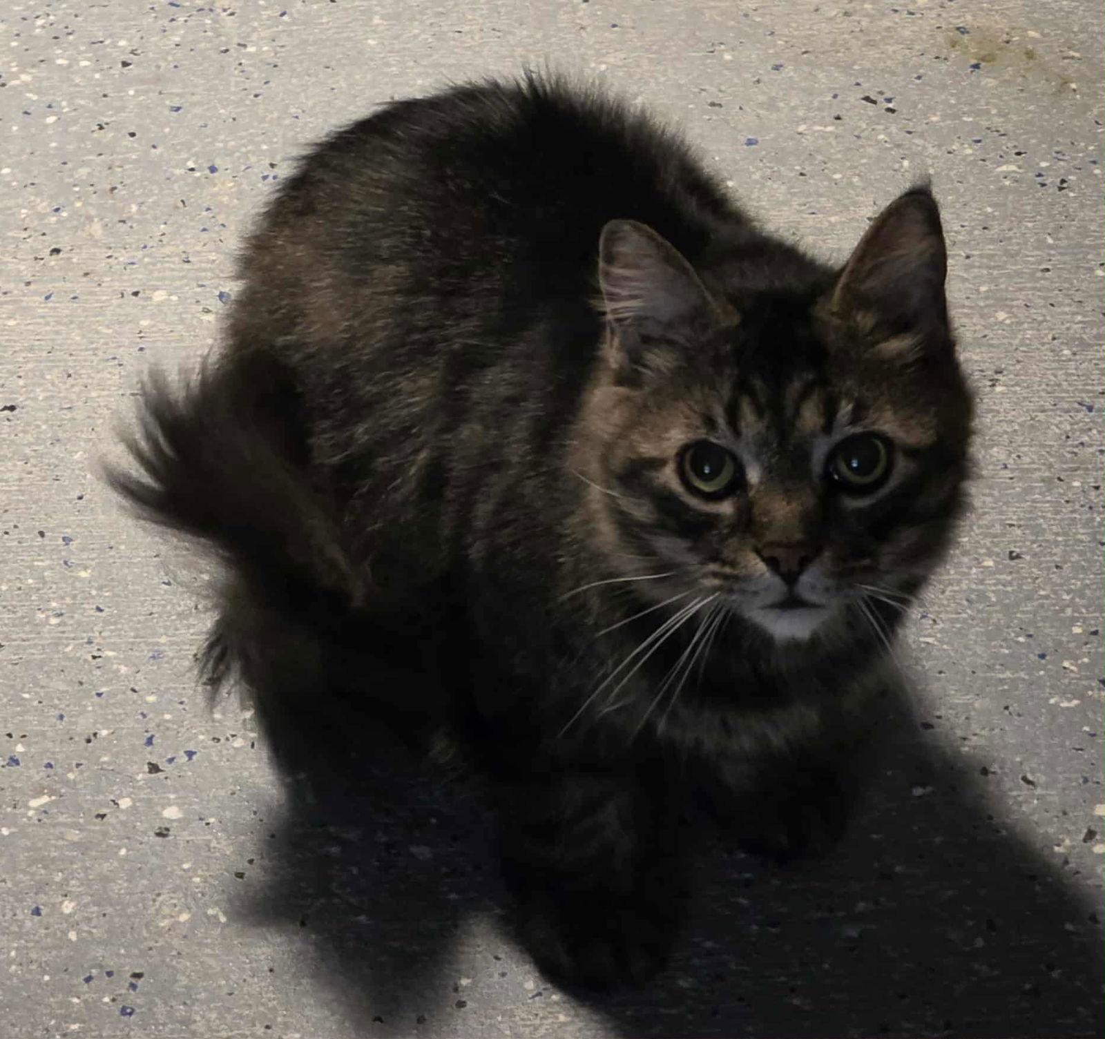 Coco, a Adoptable mixed breed in Woodsfield, OH image 2/2