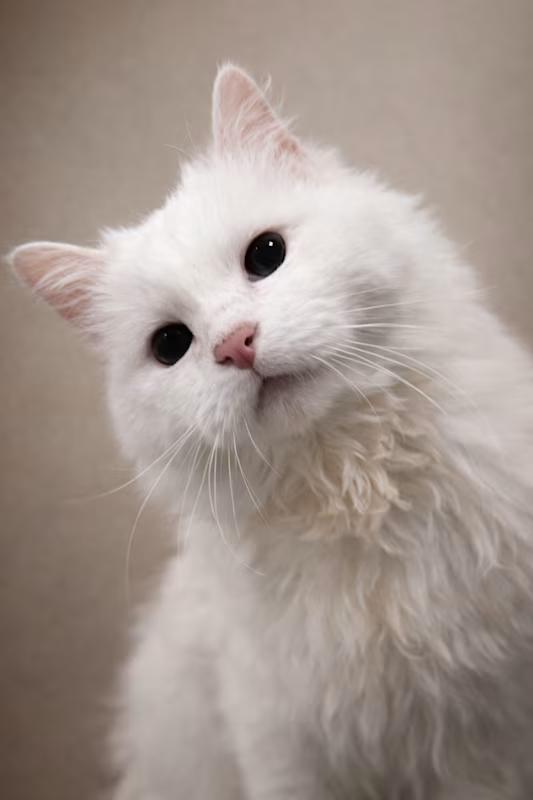 Enlarge Elsa, an adopted Domestic Medium Hair in Roscoe, NY image 1/1