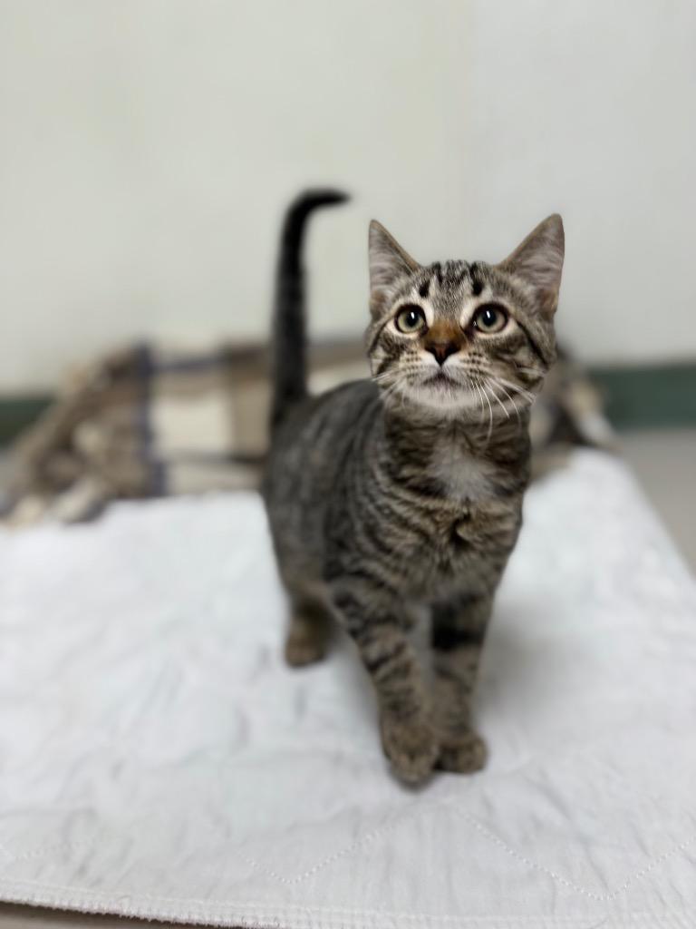Meelow, Adoptable, Kitten Male Domestic Short Hair.