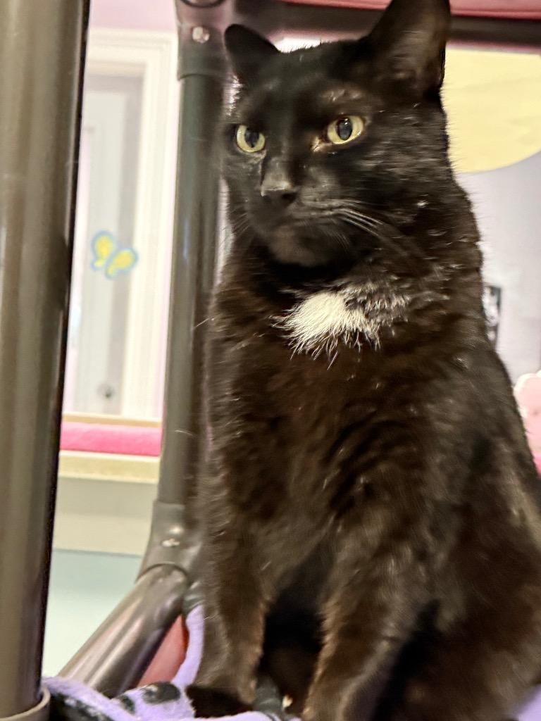 Vedh, Adoptable, Adult Male Domestic Short Hair.