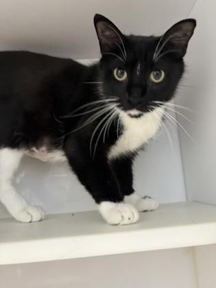 Penguin, Adoptable, Adult Female Domestic Short Hair & Domestic Short Hair.