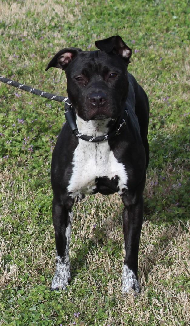 Enlarge JOSIE, a ADOPTABLE mixed breed in Claremore, OK image 1/3