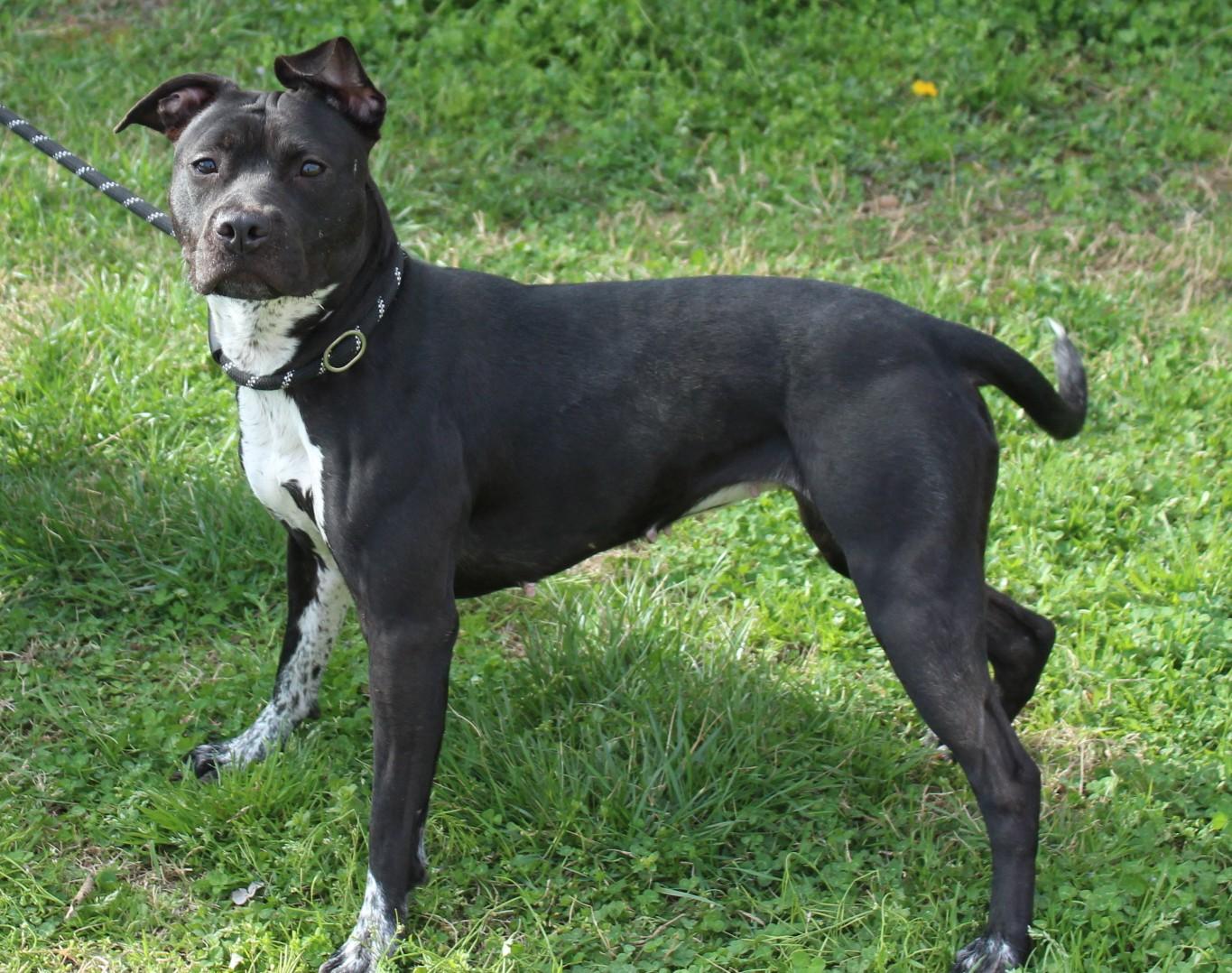 Enlarge JOSIE, a ADOPTABLE mixed breed in Claremore, OK image 2/3