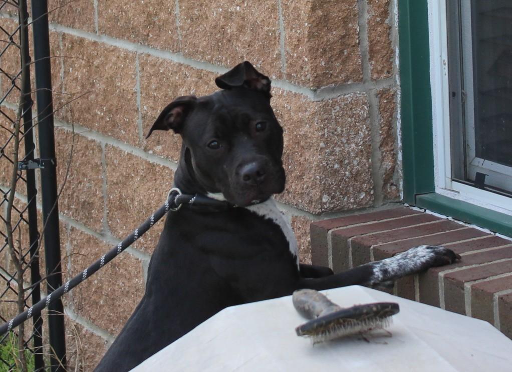 Enlarge JOSIE, a ADOPTABLE mixed breed in Claremore, OK image 3/3