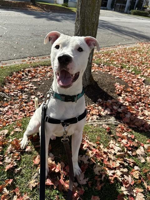 BARNEY, Adoptable, Young Male American Bulldog.