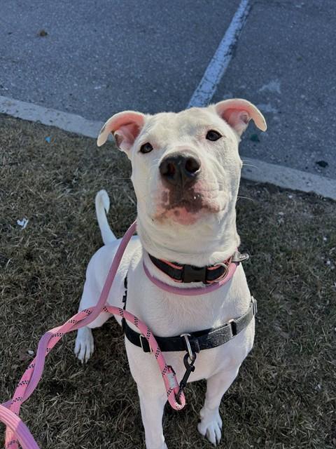 Enlarge BARNEY, a Adoptable American Bulldog in Vaughan, ON image 1/1