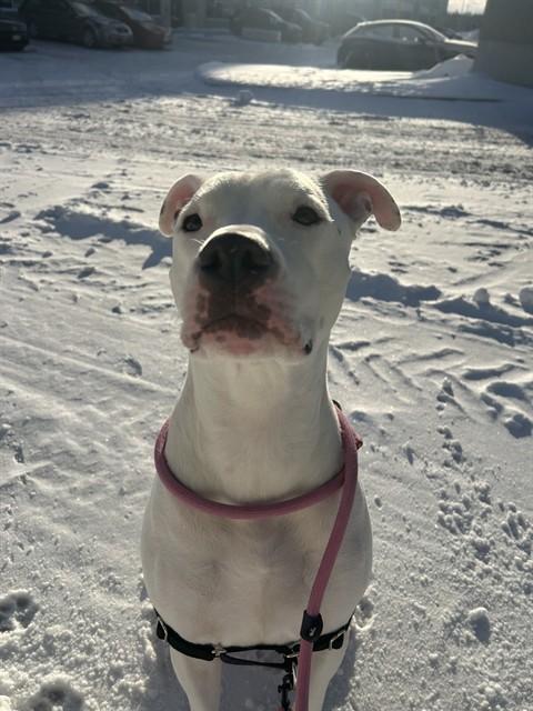 BARNEY, Adoptable, Young Male American Bulldog.