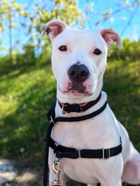 Enlarge BARNEY, a Adoptable American Bulldog in Vaughan, ON image 1/1