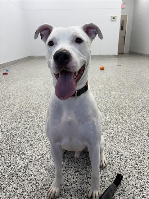 BARNEY, Adoptable, Adult Male American Bulldog.