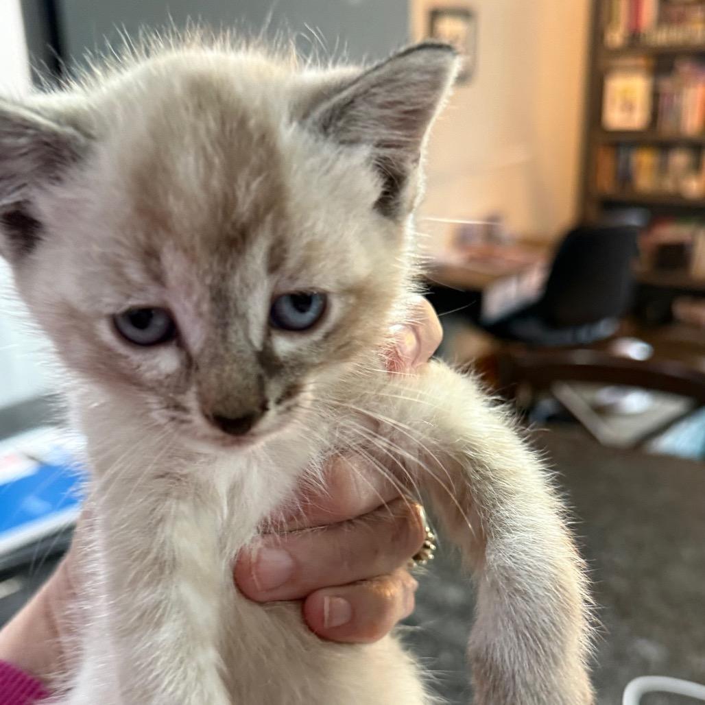 Enlarge Luna, a Adoptable Siamese in Ferndale, WA image 1/2