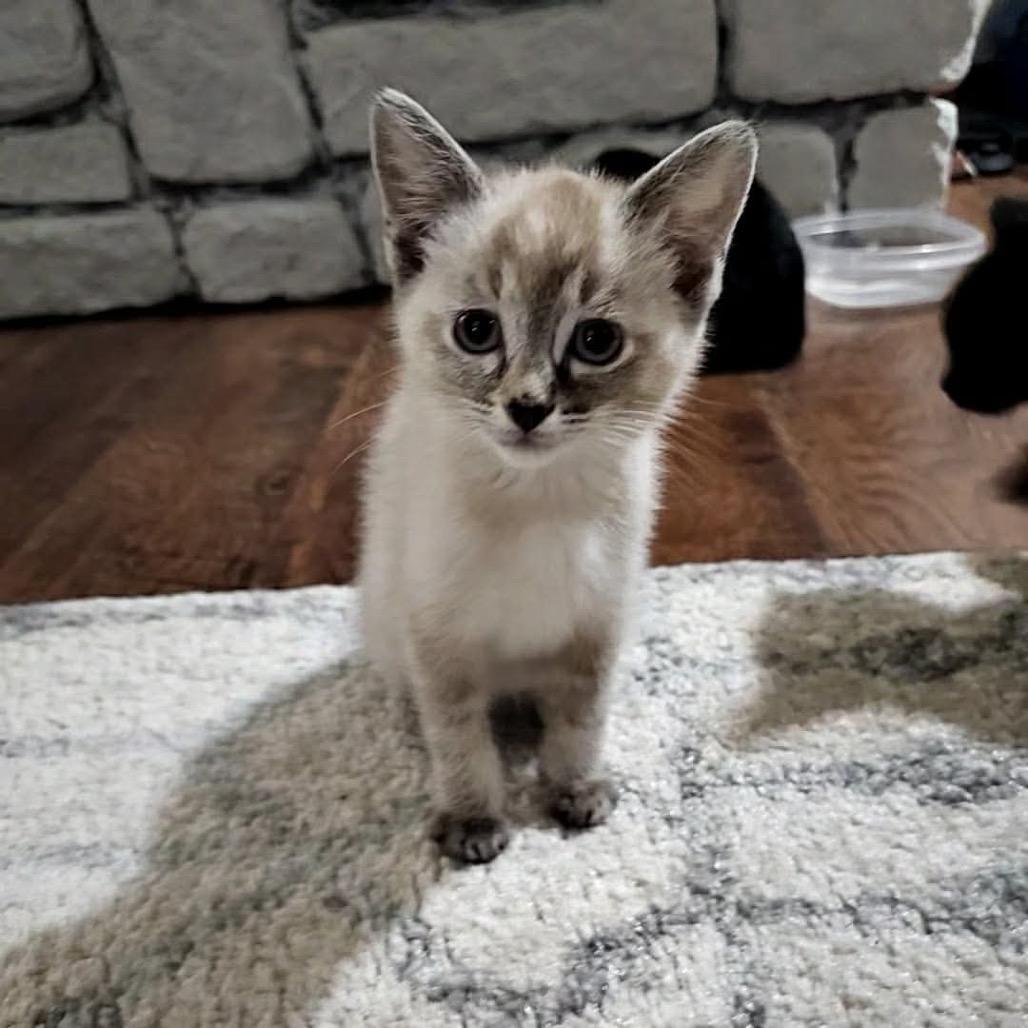 Enlarge Luna, a Adoptable Siamese in Ferndale, WA image 2/2