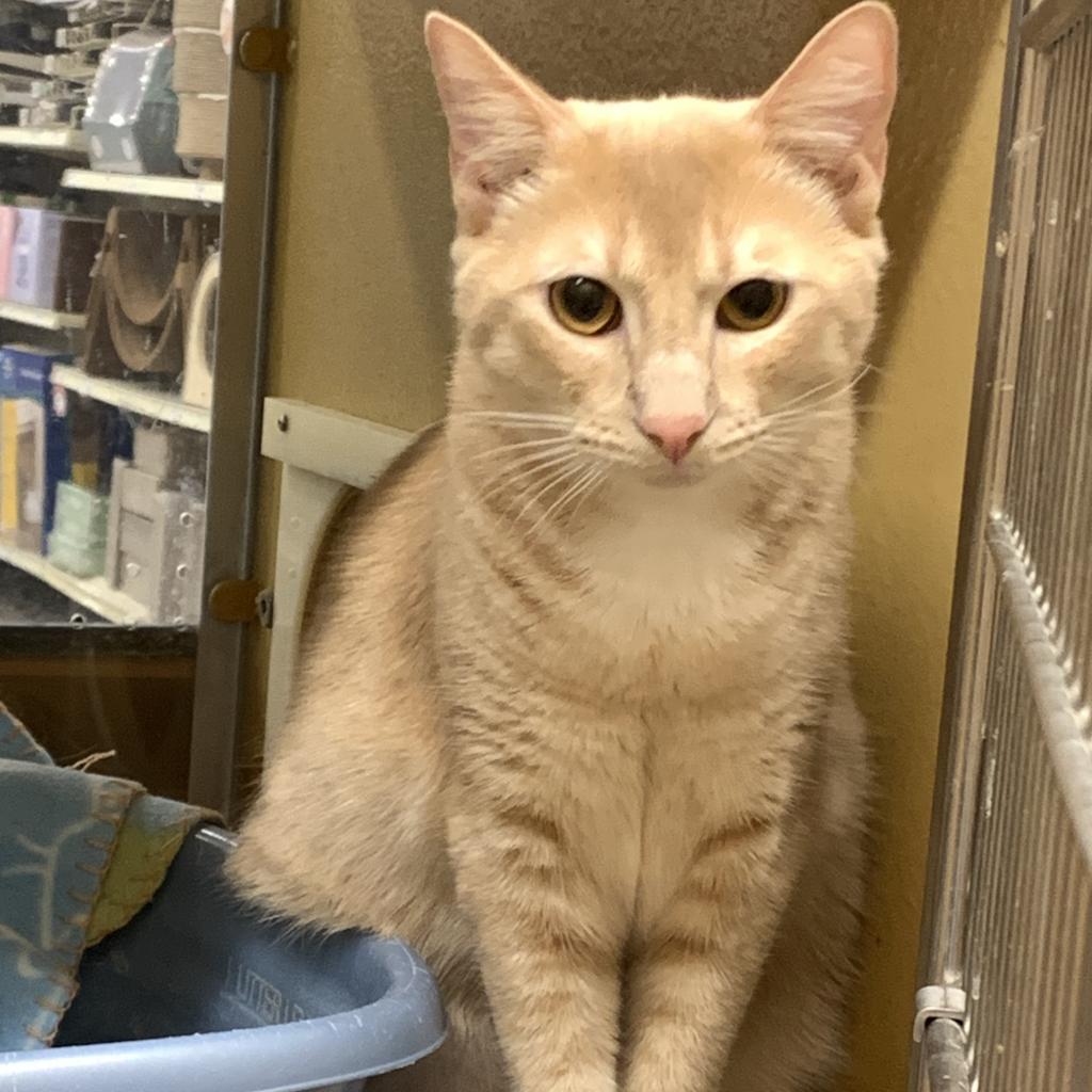 Enlarge Ginger, a Adoptable Domestic Short Hair in Tampa, FL image 2/4