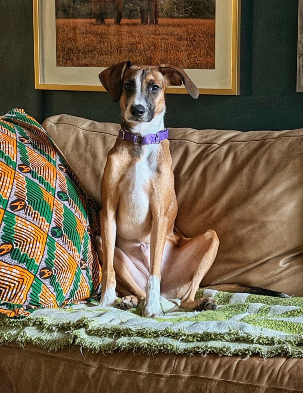 Enlarge Healer, a Adoptable mixed breed in Pelzer, SC image 3/4