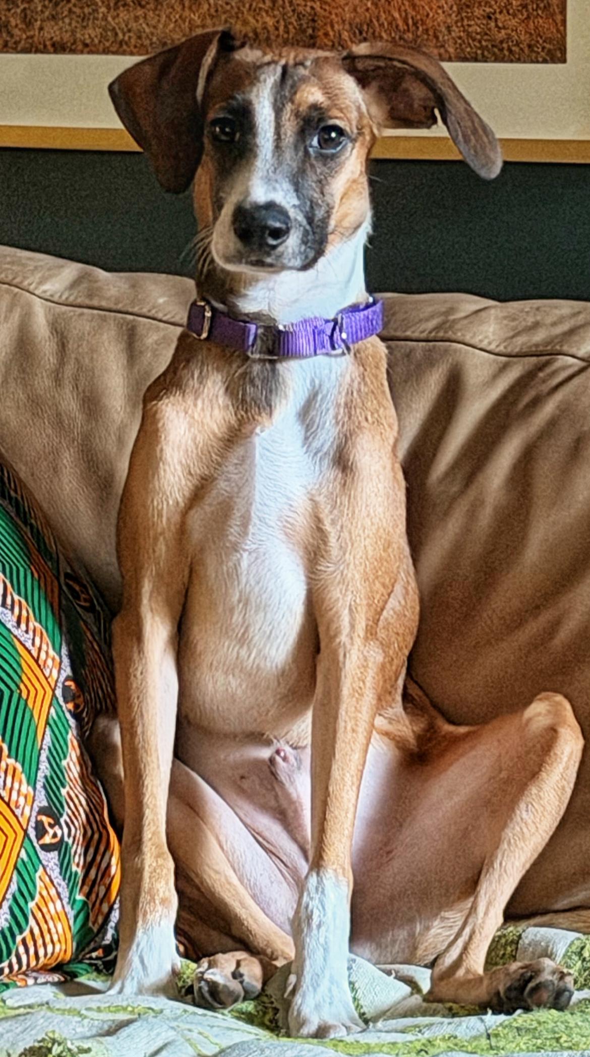 Healer, Adoptable, Puppy Male Boxer & Greyhound.
