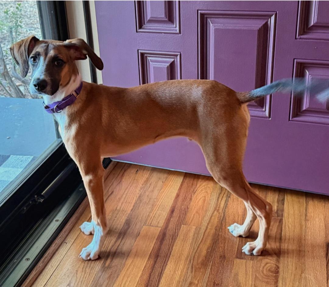 Enlarge Healer, a Adoptable mixed breed in Pelzer, SC image 2/4