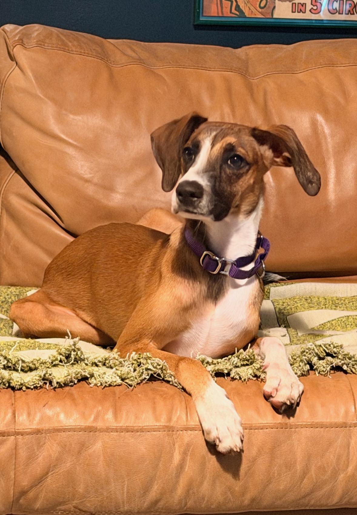 Enlarge Healer, a Adoptable mixed breed in Pelzer, SC image 4/4