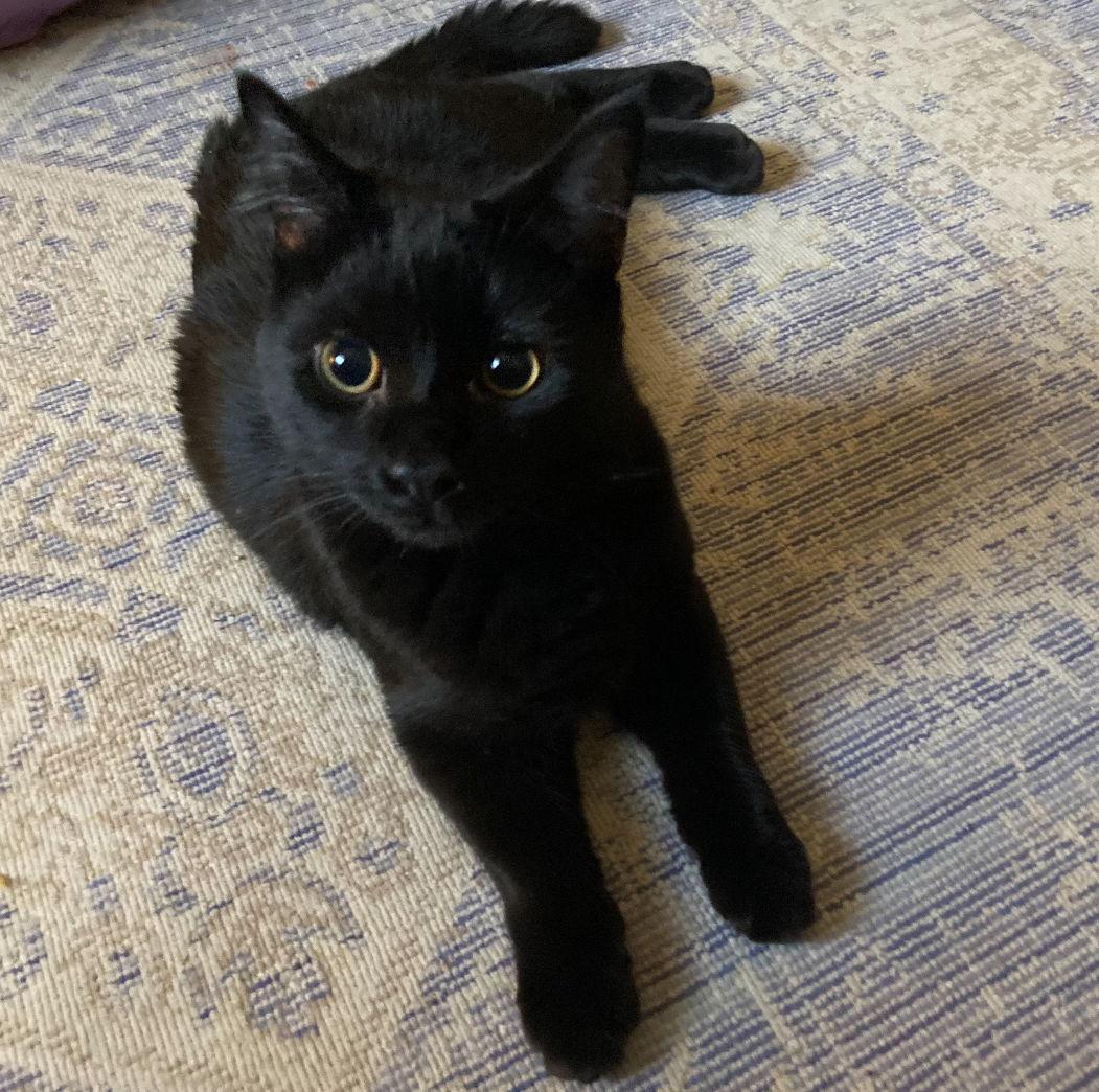 Dom, Adoptable, Kitten Male Domestic Short Hair.