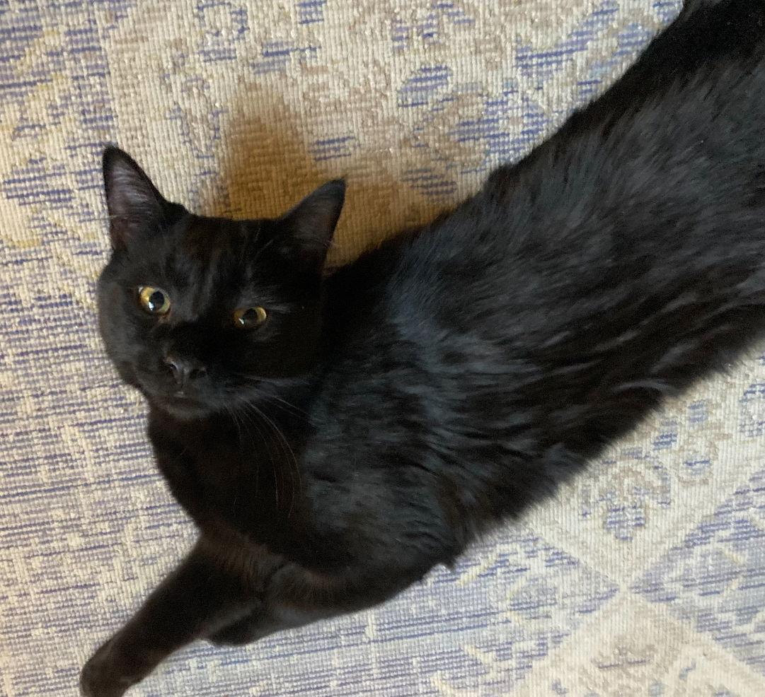 Enlarge Dom, a Adoptable Domestic Short Hair in Cuyahoga Falls, OH image 2/3