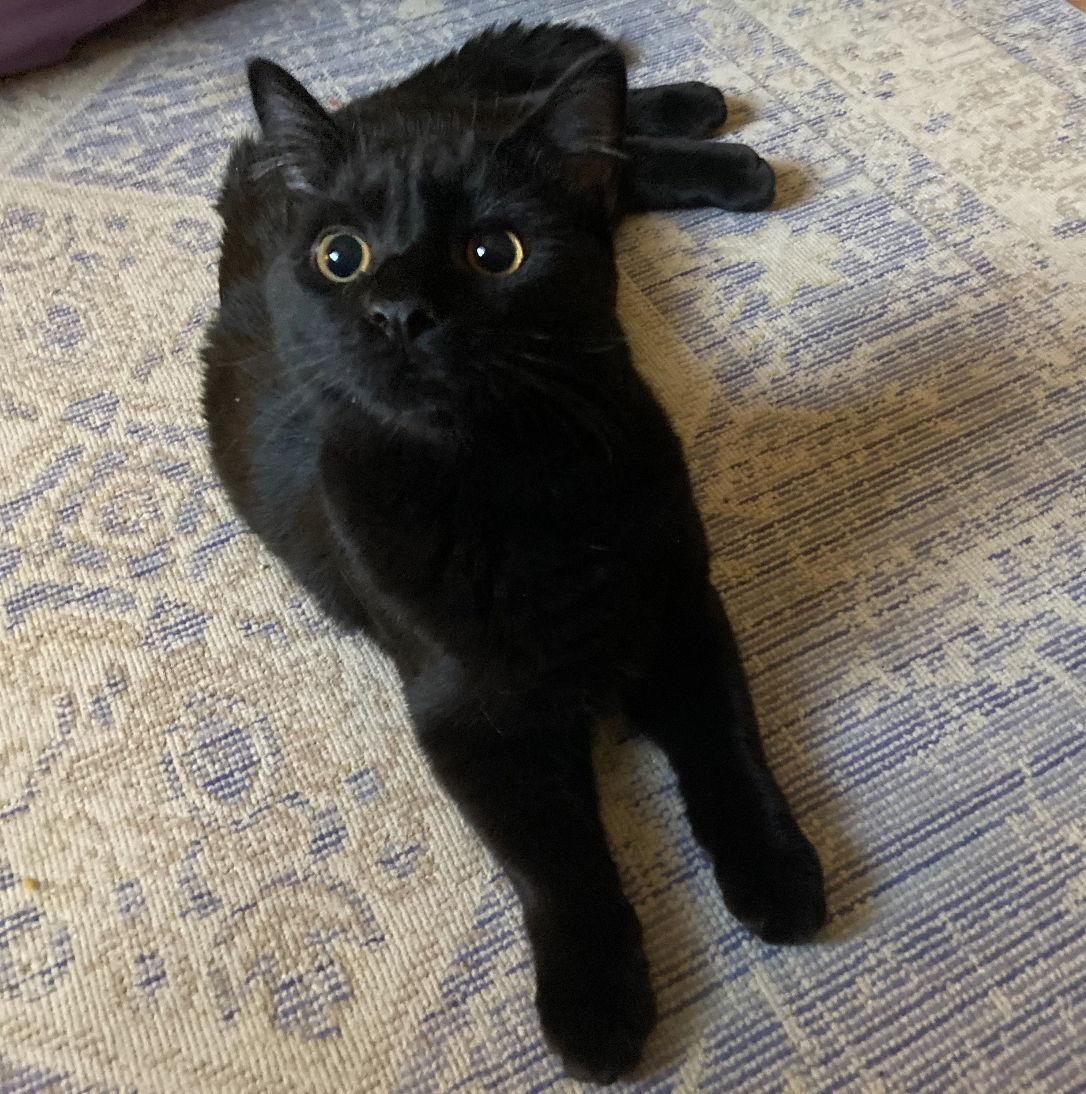 Enlarge Dom, a Adoptable Domestic Short Hair in Cuyahoga Falls, OH image 3/3