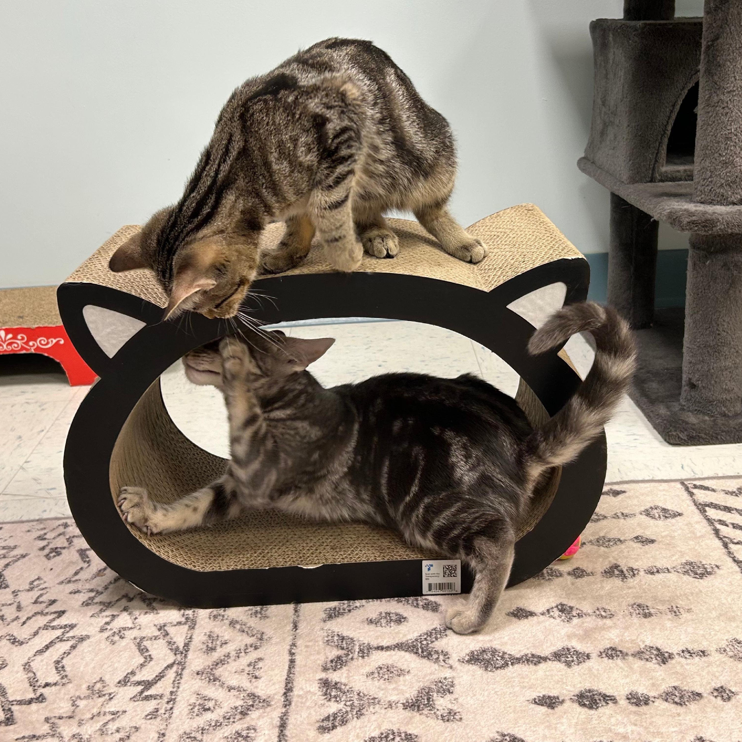 Andes and Brooks, a ADOPTABLE Domestic Short Hair in Stamford, CT image 2/4