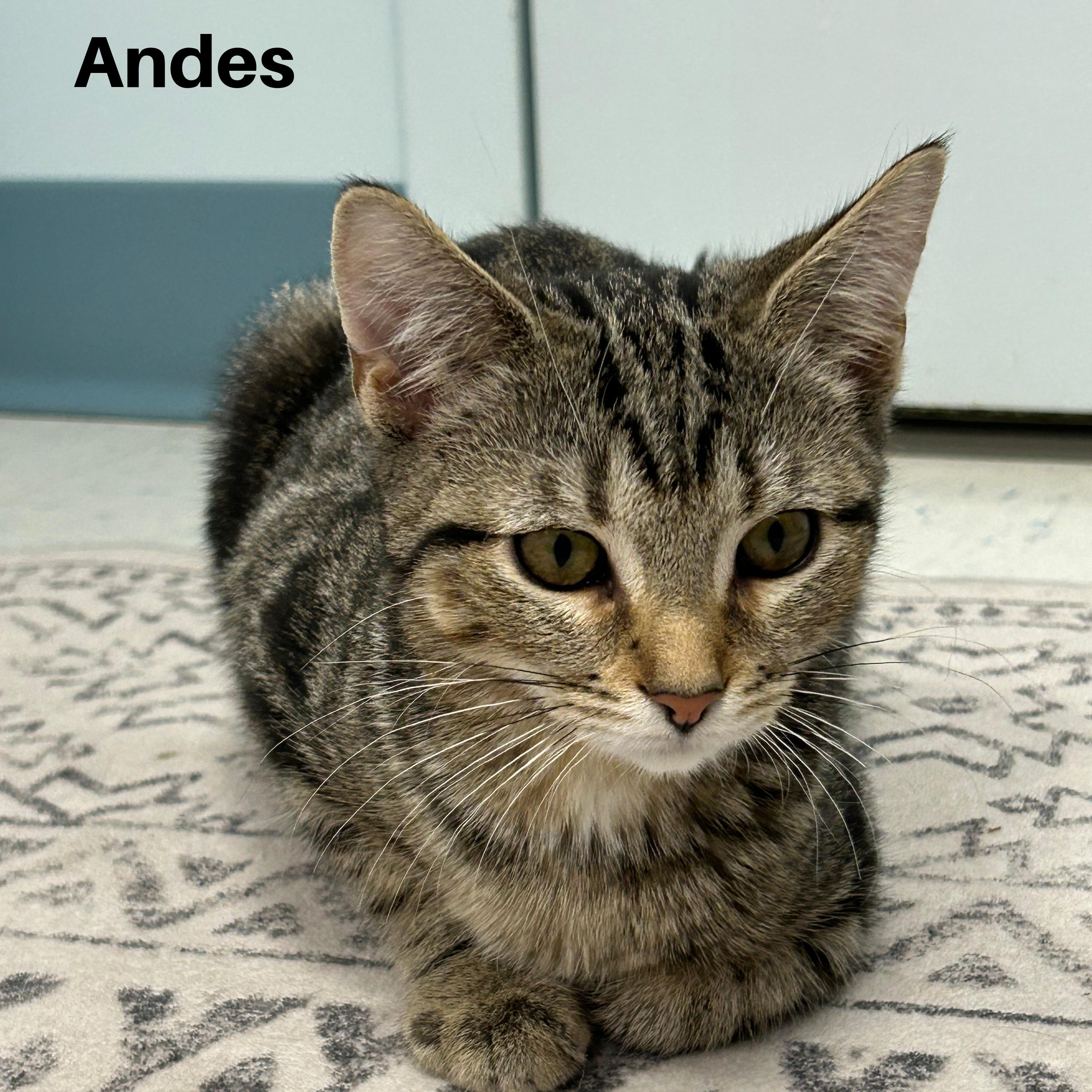 Andes and Brooks, a ADOPTABLE Domestic Short Hair in Stamford, CT image 3/4