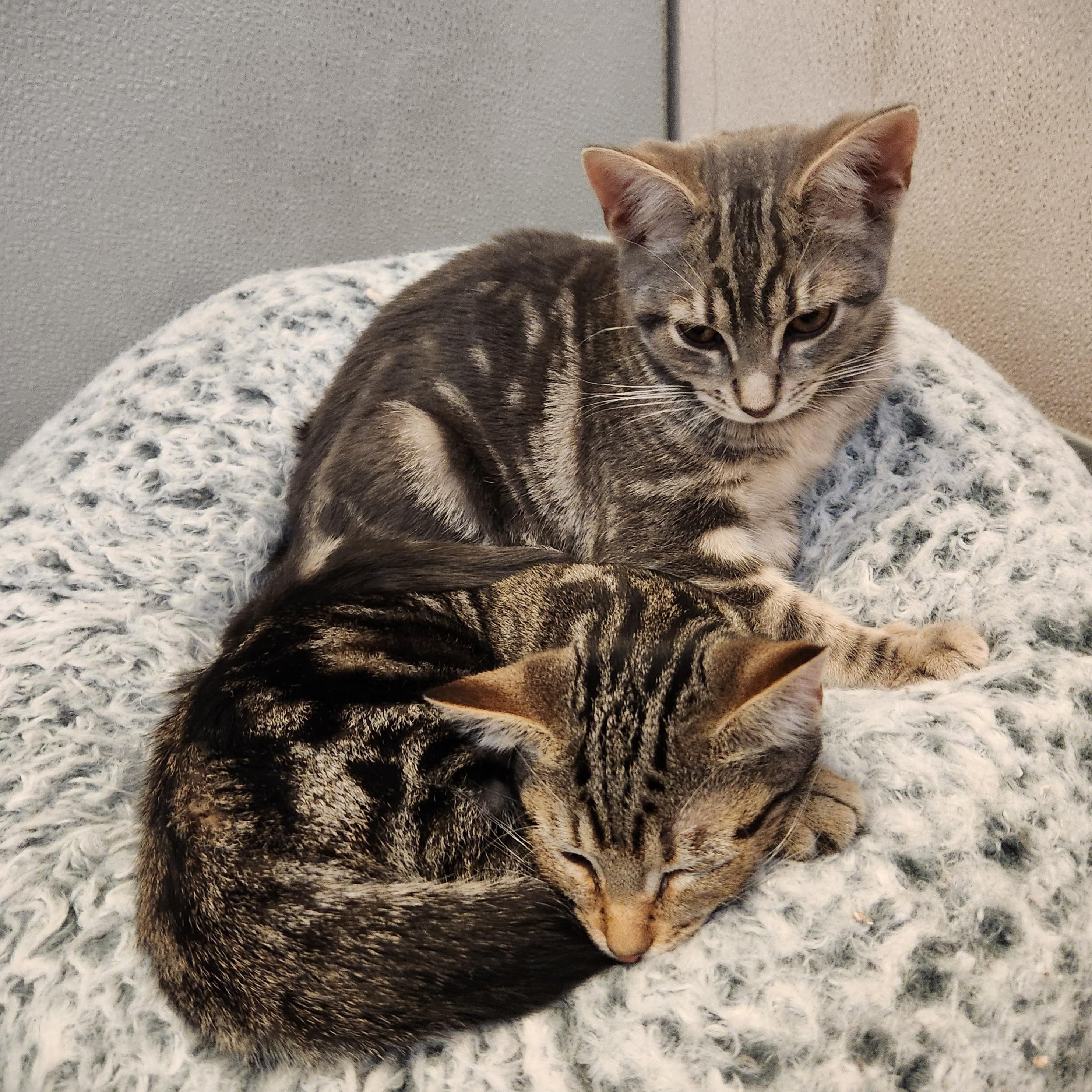 Andes and Brooks, ADOPTABLE, Kitten Female Domestic Short Hair.