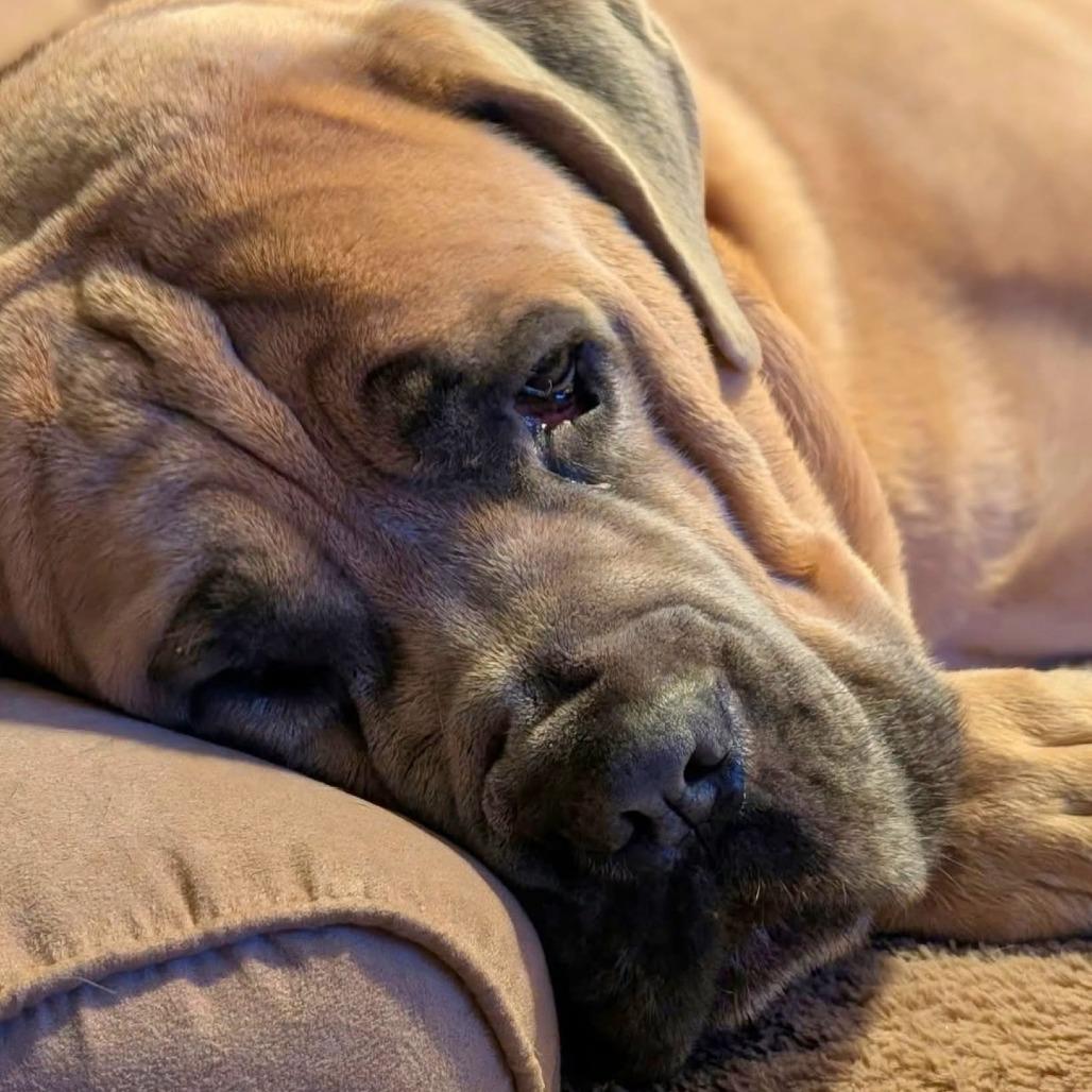 Enlarge Hansel, a Adoptable Mixed Breed in South Portland, ME image 1/5