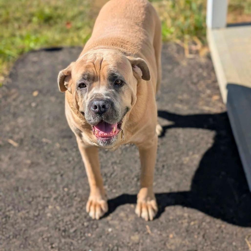 Enlarge Hansel, a Adoptable Mixed Breed in South Portland, ME image 4/5