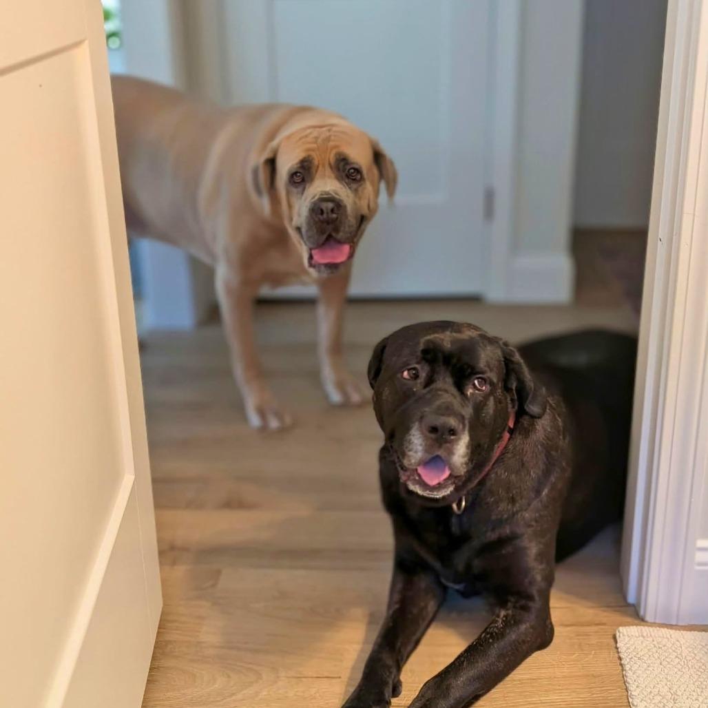 Enlarge Hansel, a Adoptable Mixed Breed in South Portland, ME image 5/5