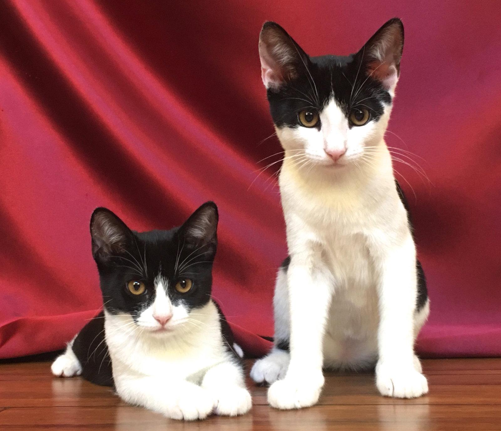 Lily, Adopted, Kitten Female Domestic Short Hair & Tuxedo.