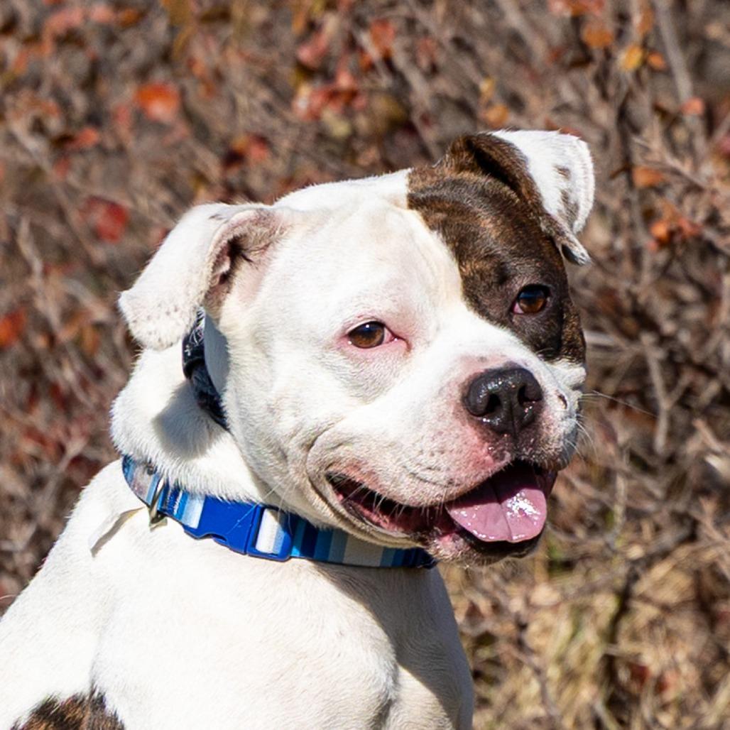 Neno, Adoptable, Adult Male Pit Bull Terrier.