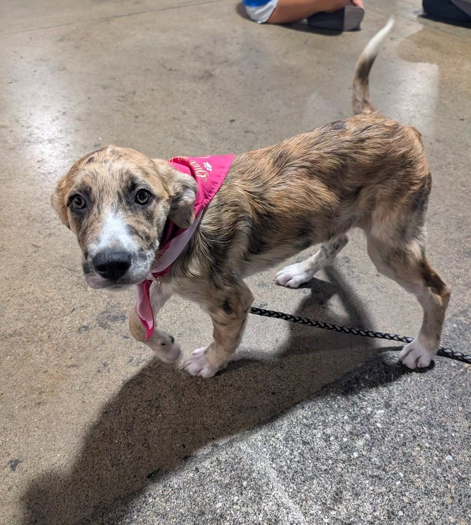 Enlarge MOLLY, an adopted mixed breed in Lincoln, NE image 4/5