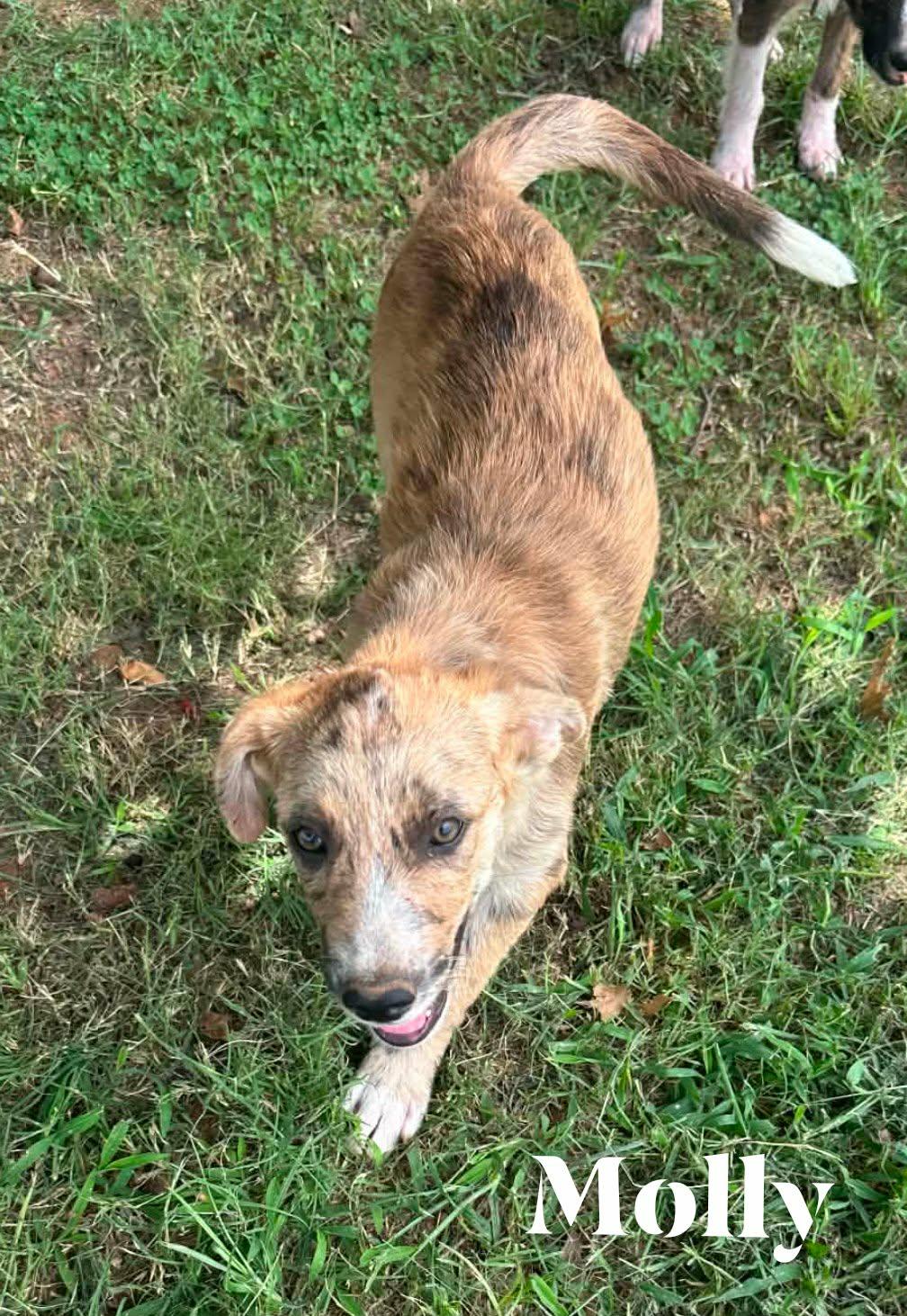 Enlarge MOLLY, an adopted mixed breed in Lincoln, NE image 3/5