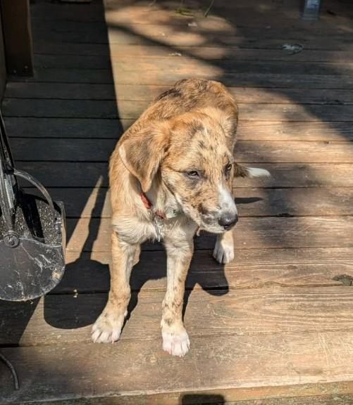 Enlarge MOLLY, an adopted mixed breed in Lincoln, NE image 5/5