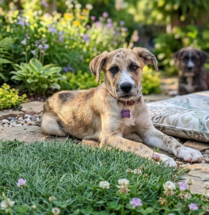 MOLLY, adopted, Puppy Female Catahoula Leopard Dog.