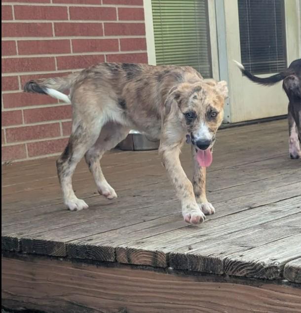 Enlarge MOLLY, an adopted mixed breed in Lincoln, NE image 2/5