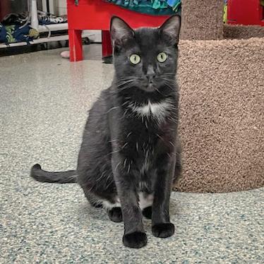 Piper, an adoptable Bombay, Domestic Short Hair in Huntley, IL, 60142 | Photo Image 2