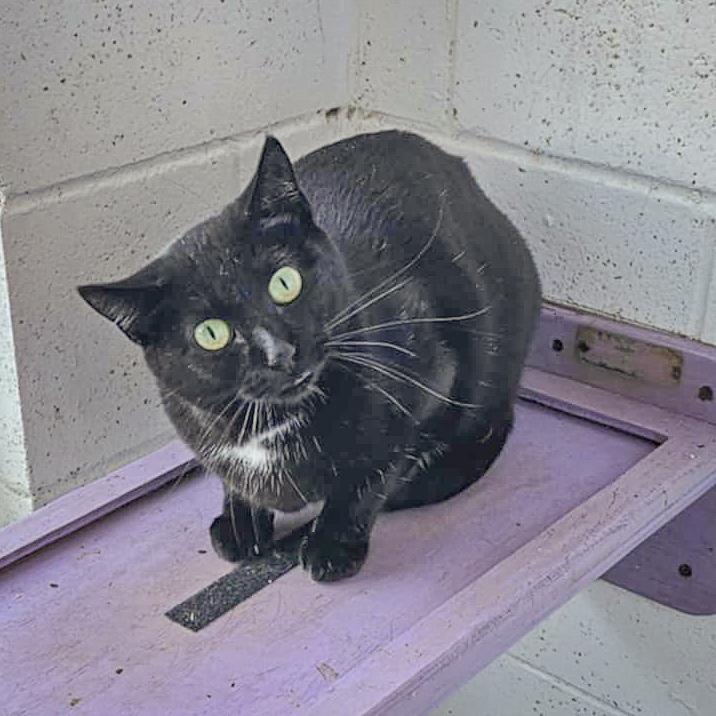 Piper, an adoptable Bombay, Domestic Short Hair in Huntley, IL, 60142 | Photo Image 5