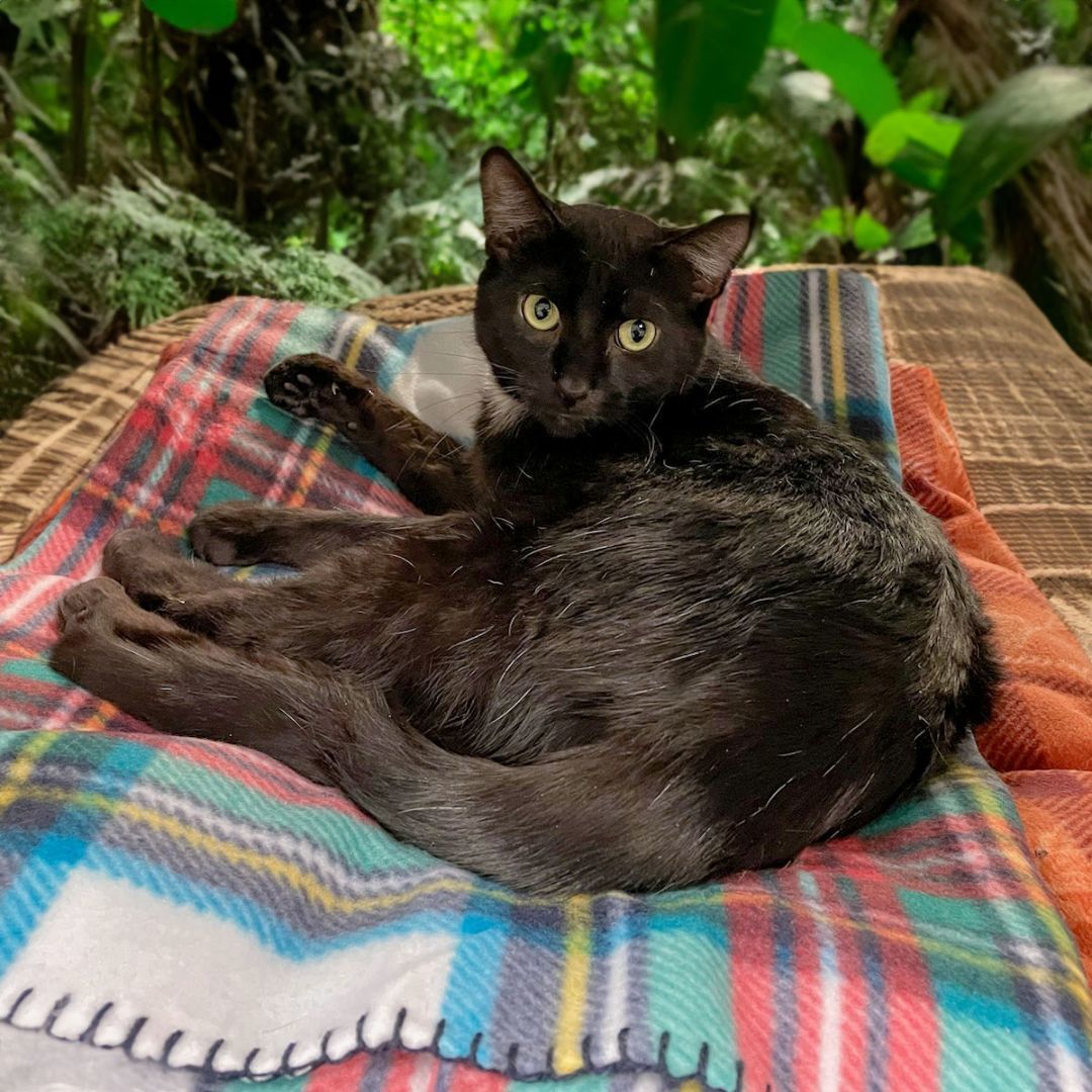 Piper, an adoptable Bombay, Domestic Short Hair in Huntley, IL, 60142 | Photo Image 4