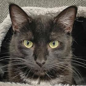 Piper, an adoptable Bombay, Domestic Short Hair in Huntley, IL, 60142 | Photo Image 1